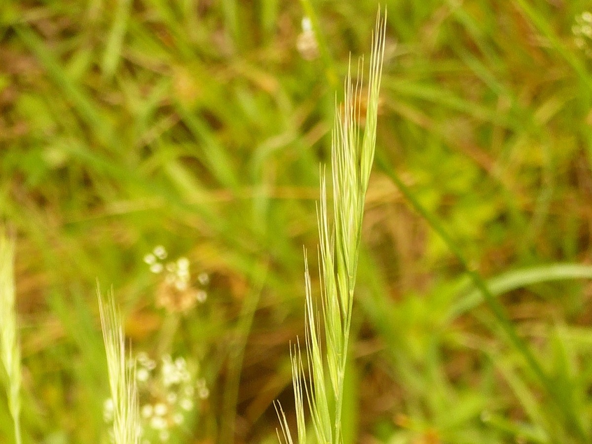 Vulpia bromoides (Poaceae)